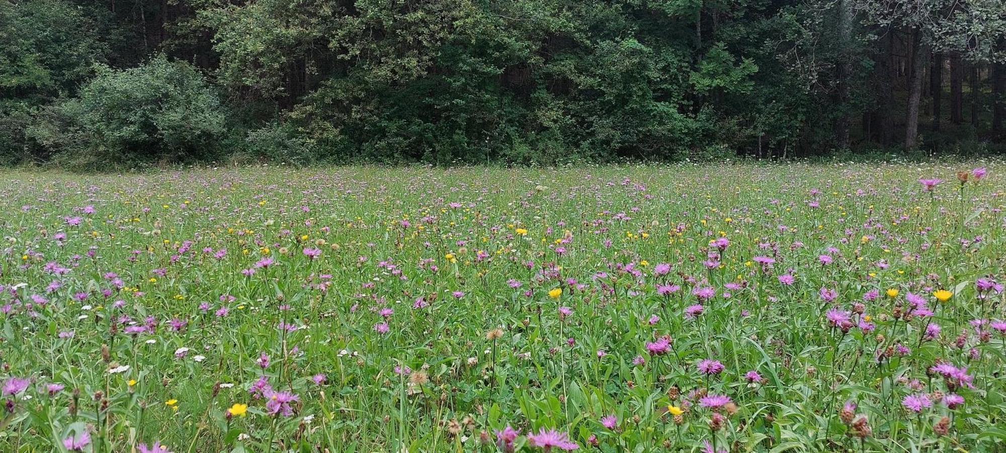 Ferienhaus Golfblick Grabelsdorf Eksteriør bilde